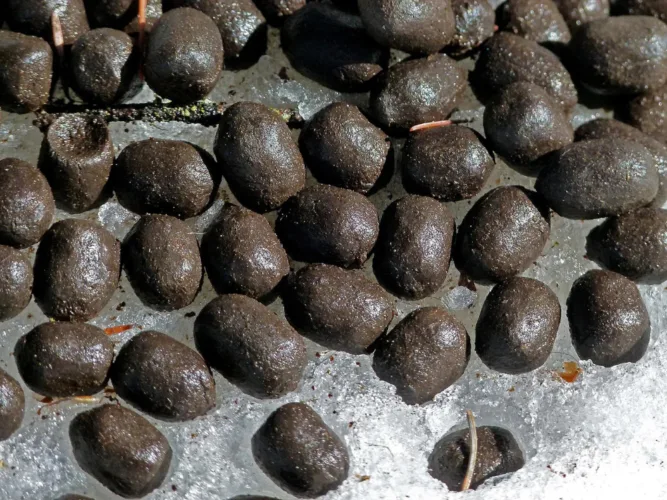 Identifying animals through droppings